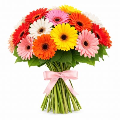 Гербера микс 1